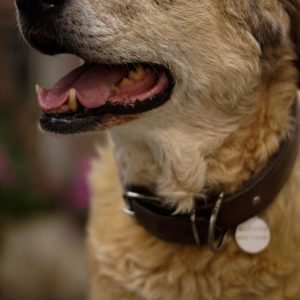 Ridgeline Leather Collar