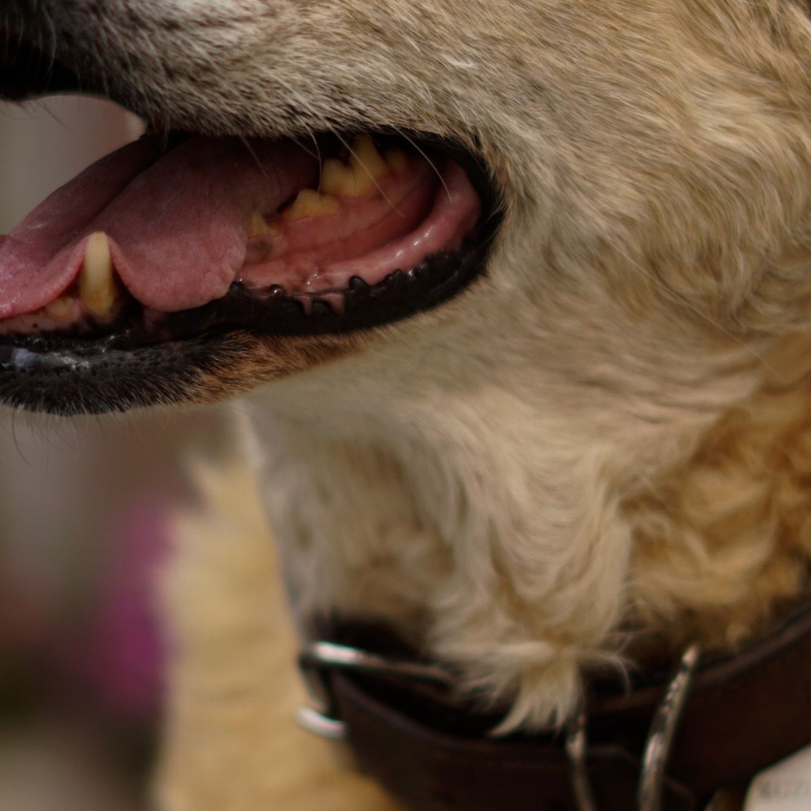 Ridgeline Leather Collar - Image 2
