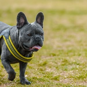 Switchback Padded Harness